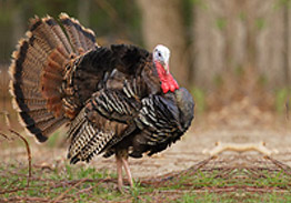 Spring 2025 Turkey Hunts Now Booking